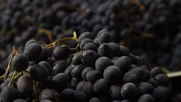 Man Takes Away Bunch Grapes Close Big Harvest Dark Blue — Stock Video