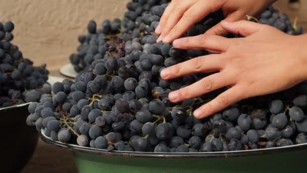 Жіночі Руки Торкаються Виноградних Ягід Великий Урожай Темно Синього Винограду — стокове відео