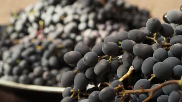 葡萄的一般视图 从右到左移动 深蓝色葡萄的丰收 街道上的浆果刷得很大 — 图库视频影像