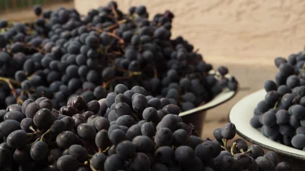 Человек Кладет Две Гроздья Винограда Большой Урожай Темно Синего Винограда — стоковое видео