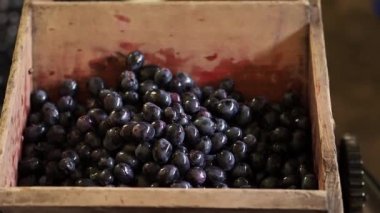 Adam kara üzüm suyu extractor yükler. Yakın çekim. Üzüm ahşap işleme donatımı. Üzüm suyu, şarap, bağımsız üretim.