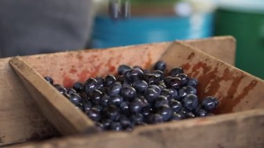 Yukarıda ahşap kapasite karanlık üzüm düşer. Adam olgun sulu çilek suyu çıkarıcı içinde yukarı doldurur. Yakın çekim.
