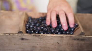 Adam meyveler Olgun üzüm dokunur. Üzüm ahşap işleme donatımı. Üzüm suyu, şarap, bağımsız üretim.