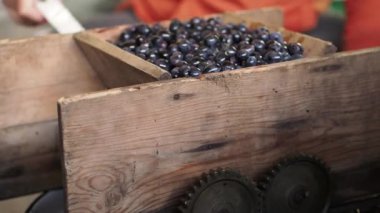 Kişinin kolu, mekanizması çalışır, meyveler Olgun üzüm ovmak döner. Yakın çekim. Adam kara üzüm suyu extractor işlenmesi için kolu döner. Çilek kaybı görülür.