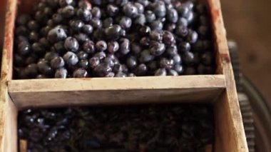 Adam kara üzüm suyu extractor yükler. Üzüm ahşap işleme donatımı. Üzüm suyu, şarap bağımsız imalatı. Yakın çekim