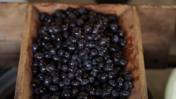 Haut Dans Capacité Bois Tombent Les Raisins Sombres Homme Remplit — Video