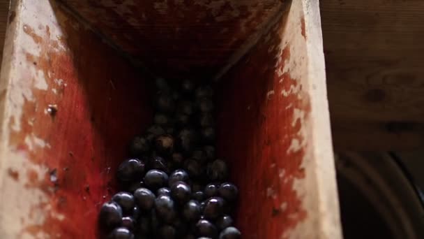 Las Bayas Uvas Fallan Close Máquina Por Expresión Las Bayas — Vídeos de Stock