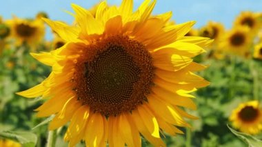 Arı sinek ve ayçiçeği yakın nektar toplar. Yakın çekim. Ayçekirdeği öğleden sonra güneş ışığı alanında büyük sarı renklerde hasat. Çiftlik. Yaz günü. Çevre dostu üretim.