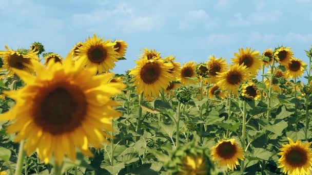 Tournesol légèrement sur le vent. Récolte de graines de tournesol en grandes couleurs jaunes dans le champ à la lumière du soleil dans l'après-midi. Ferme. Jour d'été. Production respectueuse de l'environnement .
