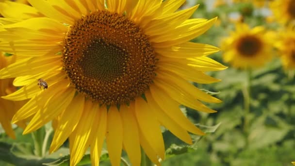 Die Biene Fliegt Der Nähe Von Sonnenblumen Nahaufnahme Ernte Von — Stockvideo