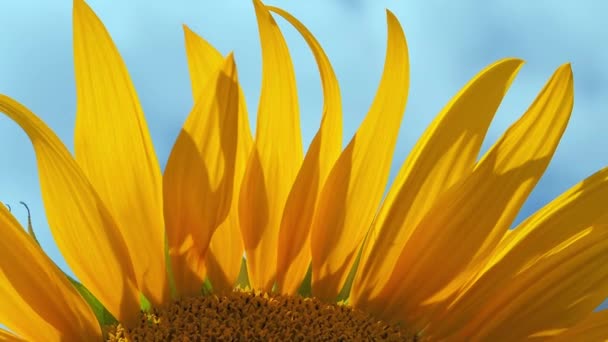 Płatki Słonecznika Bliska Urodzaju Nasion Słonecznika Duże Żółte Kolory Polu — Wideo stockowe
