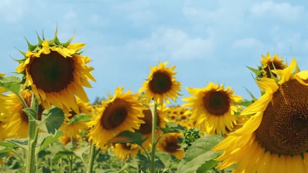 Podsolnechnik 近く飛ぶ 左から右へのカメラの動き 午後の日光のフィールドに大きな黄色い色でひまわりの種の収穫 ファーム 夏の日 環境にやさしい生産 — ストック動画