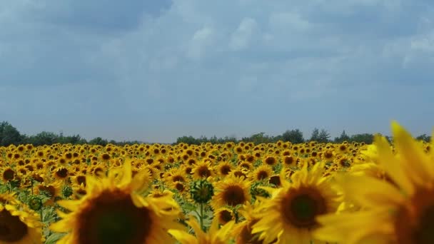 Gran Cosecha Girasol Campo Las Flores También Vuelan Abejas Cosecha — Vídeo de stock