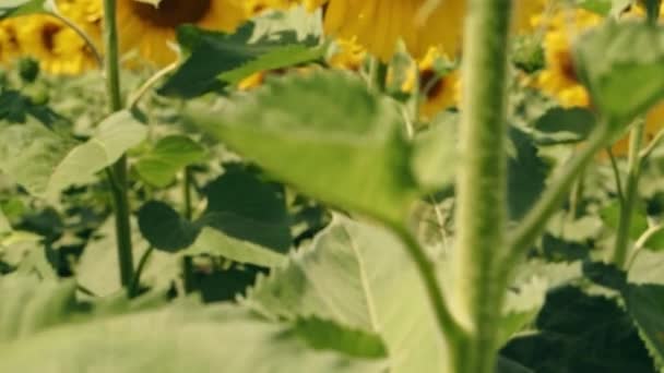 Girasol Campo Movimiento Cámara Desde Abajo Hacia Arriba Cerca Cosecha — Vídeo de stock