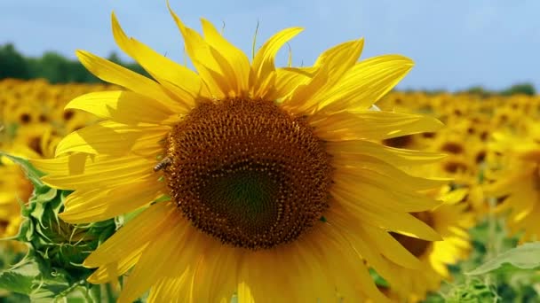 Бджола Збирає Нектарний Мед Соняшнику Відлітає Близько Врожай Насіння Соняшнику — стокове відео