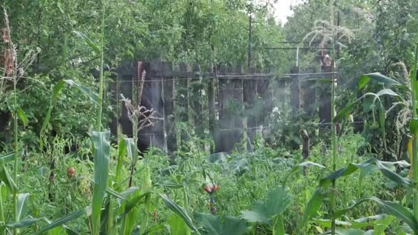 Automatische Bewässerung Eines Gemüsegartens Das Bauerngrundstück Mit Einem Alten Zaun — Stockvideo