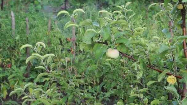 Автоматичний Полив Яблуні Кухонному Саду Зелені Рослини Екологічно Чистій Місцевості — стокове відео