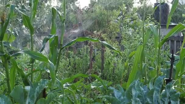 Automatic Watering Corn Kitchen Garden Green Plants Environmentally Friendly Area — Stock Video