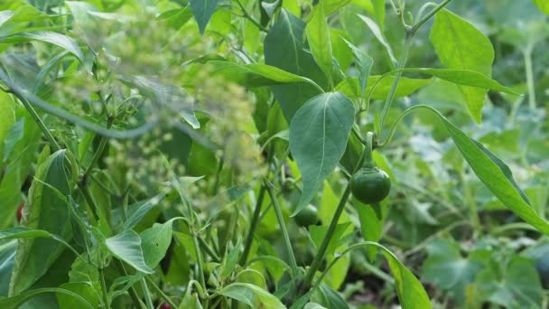 Automatische Bewässerung Von Pfeffer Auf Einem Gemüsegarten Grünpflanzen Umweltfreundlichen Bereich — Stockvideo