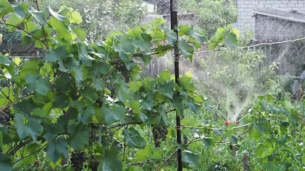 Vidriado Automático Las Uvas Huerto Plantas Verdes Zona Respetuosa Con — Vídeo de stock