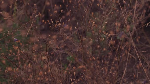 Dry grass with small blue florets. — Stock Video
