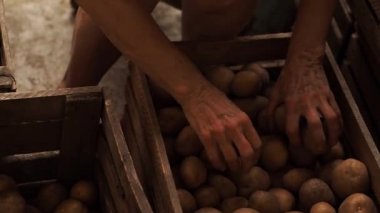 Yaşlı kadın başka bir kutusundan patates atar. Video filme yavaş.