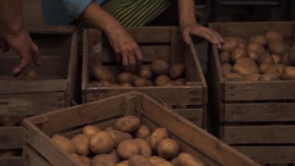 Літні люди сортують картоплю в дерев'яних ящиках. У чоловіка немає пальця на руці . — стокове відео