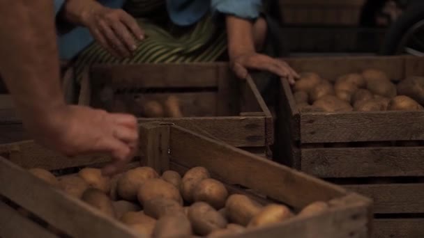 Літні люди торкаються картоплі в дерев'яних ящиках. У чоловіка немає пальця на руці . — стокове відео