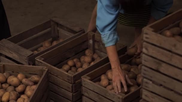 Die ältere Frau schiebt Kartoffeln aus einer Holzkiste in eine Holzkiste. — Stockvideo