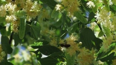 Arı yaz güneşli bir günde ıhlamur çiçek nektarı toplamak. Ihlamur ağacı çiçek. Dalları sarı çiçekleri ile kaplıdır. Tıbbi bitki. Ihlamur yaprakları ve esen rüzgar ile çiçekler.