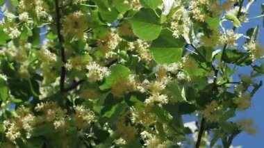 Ihlamur çiçek yaz güneşli günde bir ağaçta. Dalları sarı çiçekleri ile kaplıdır. Tıbbi bitki. Ihlamur yaprakları ve esen rüzgar ile çiçekler.