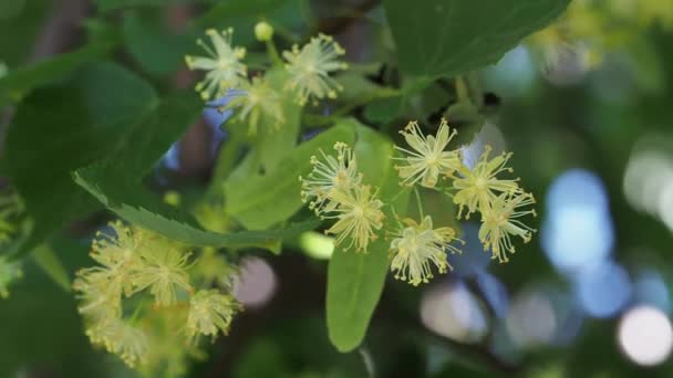 Las Flores Tilo Árbol Día Soleado Veraniego Cerca Flores Tilo — Vídeos de Stock