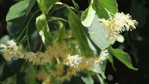 De bloemen van de Linden in zon. Close-up. — Stockvideo