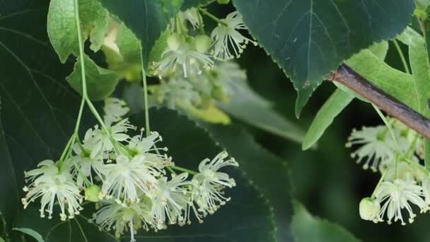 Close up van de bloemen van een linden en groene bladeren. — Stockvideo