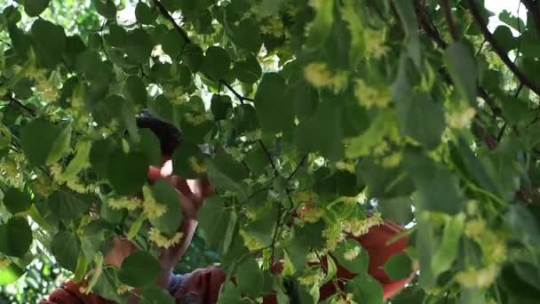 El hombre recoge flores de tilo . — Vídeos de Stock