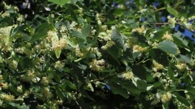 Ihlamur çiçek yaz güneşli günde bir ağaçta. Kolay esinti. Ihlamur ağacı çiçek. Dalları sarı çiçekleri ile kaplıdır. Tıbbi bitki. Ihlamur yaprakları ve esen rüzgar ile çiçekler.