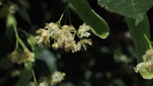 Lindenblüten Auf Einem Baum Lindenblüten Die Zweige Sind Mit Gelben — Stockvideo