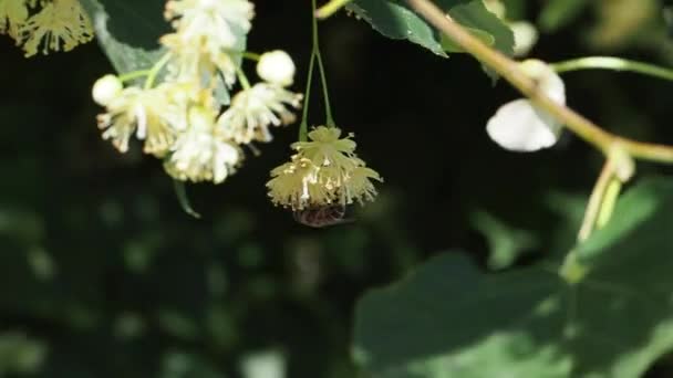 在夏日阳光明媚的日子里 林登在树上开花 蜜蜂头枕在一朵花上 林登树的花 树枝上覆盖着黄色的花 药用植物 林登的叶子和花 — 图库视频影像