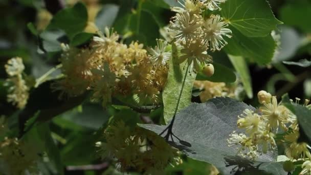 Linden Blommor Ett Träd Soliga Sommardag Närbild Blommor Linden Tree — Stockvideo