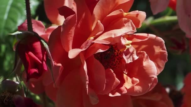 Det Vackra Scarlet Rosen Balkar Solen Och Biet Samlar Nektar — Stockvideo