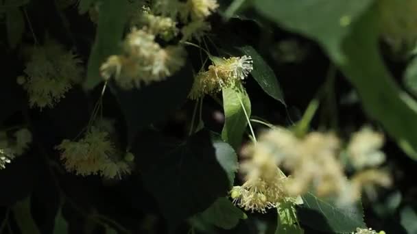 シナノキの花の蜜を集めるミツバチを閉じます 菩提樹の花 黄色の花で覆われています 薬用植物 リンデンの葉し 花の風が吹いて — ストック動画