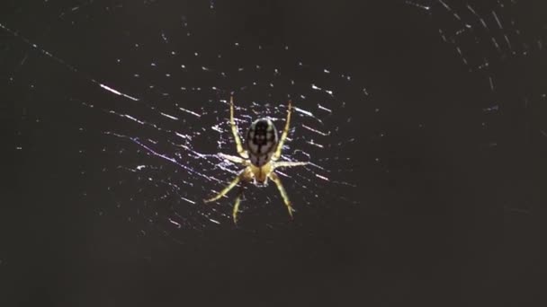 Spindeln Sitter Mitten Webbplats Närbild Insekten Blir Till Solsken Livet — Stockvideo