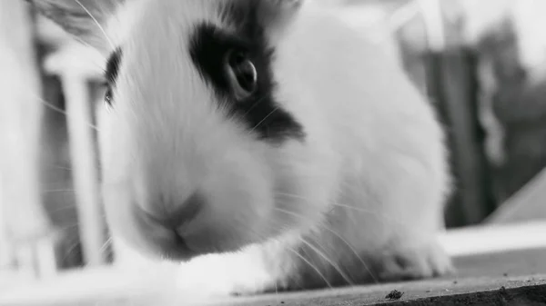 Černobílá fotografie králíka. Detailní záběr. — Stock fotografie