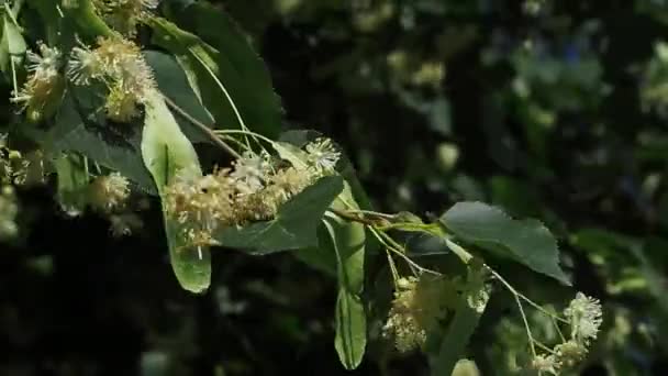 Close Van Bijen Verzamelen Nectar Bloemen Van Een Linden Bloemen — Stockvideo