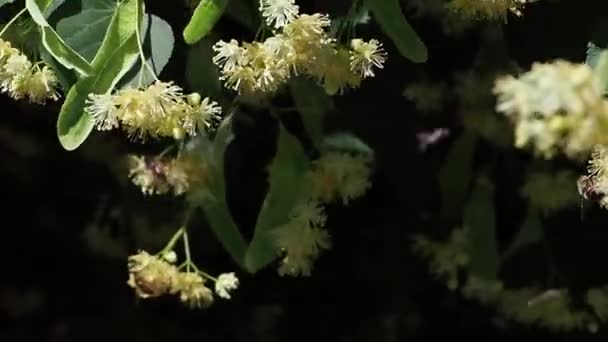 关闭林登的花朵 蜜蜂在林顿的花朵上采集花蜜 林登树的花 树枝上覆盖着黄色的花 药用植物 林登的叶子和鲜花与风 — 图库视频影像