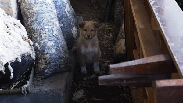 Um filhote de cachorro pequeno entre detritos de construção . — Fotografia de Stock