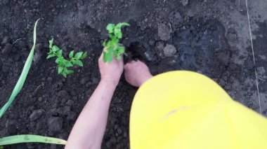 Adam bahçeniz için domates fidesi oturuyor. Çevre dostu koşullarda kendi topraklarında zengin bir hasat üretmek için bir çiftçinin çalışması. Yukarıdan görünüm.