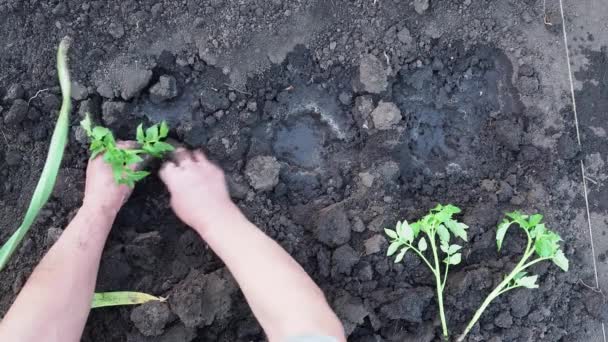 Homem Senta Nas Mudas Tomate Para Seu Jardim Trabalho Agricultor — Vídeo de Stock