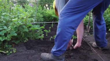 Adam bahçeniz için domates fidesi oturuyor. Çevre dostu koşullarda kendi topraklarında zengin bir hasat üretmek için bir çiftçinin çalışması.