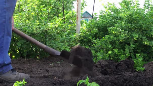 Homem Senta Nas Mudas Tomate Para Seu Jardim Trabalho Agricultor — Vídeo de Stock
